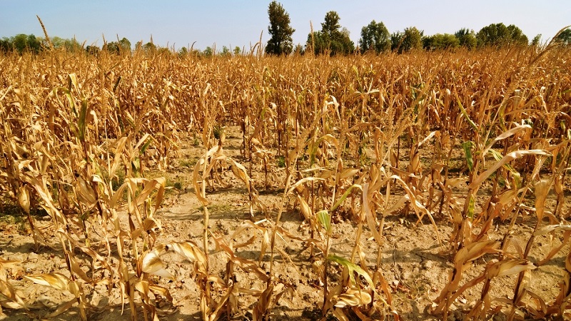 Cambio climático: Las devastadoras perspectivas de un aumento de las sequías prolongadas